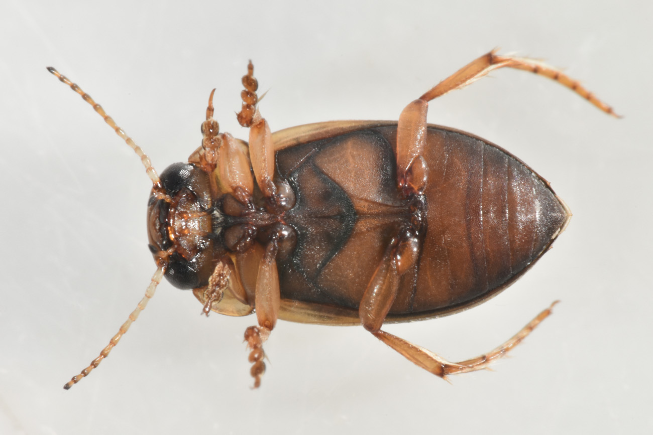 Dytiscidae:   Nebrioporus sansii?  Sì !
